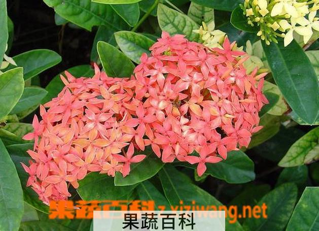 果蔬百科龙船花的种植方法