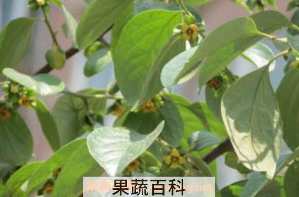 大柿子叶功效与作用	