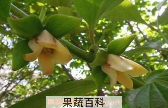 大柿子叶功效与作用	