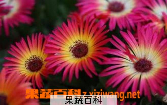 果蔬百科松叶菊图片 松叶菊怎么种