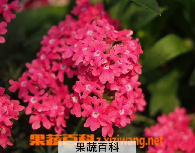 果蔬百科宿根福禄考怎么养