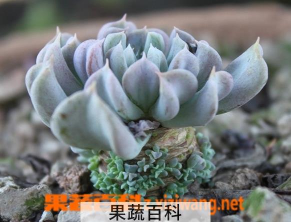 果蔬百科多肉植物特玉莲怎么养