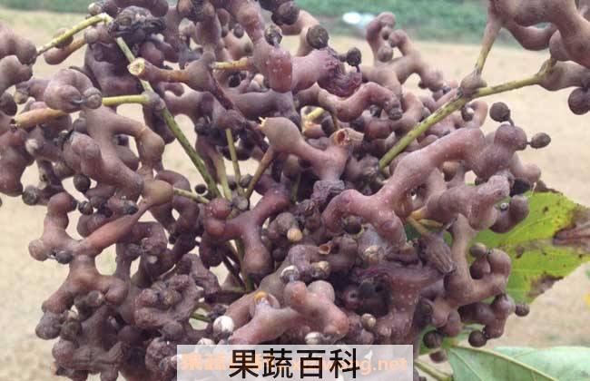 鸡爪梨