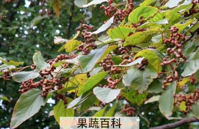 鸡爪梨