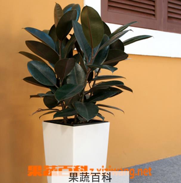 果蔬百科印度橡皮树怎么养