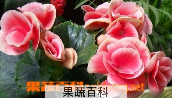 果蔬百科四季秋海棠的种植方法