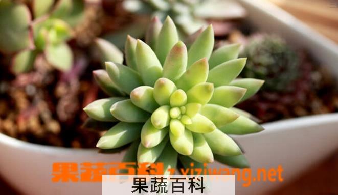 果蔬百科多肉植物千佛手怎么养