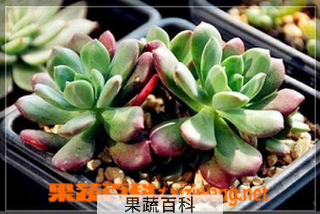果蔬百科红稚莲图片 红稚莲怎么养