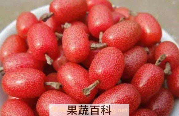 羊奶果