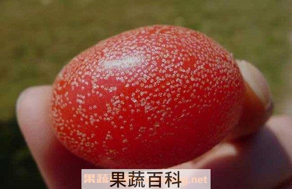 羊奶果