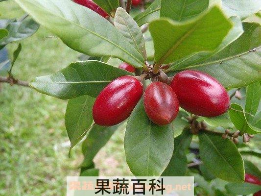 神秘果