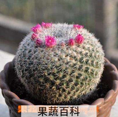果蔬百科多肉玉翁怎么养
