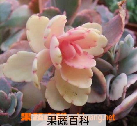 果蔬百科玉吊钟怎么养 玉吊钟图片