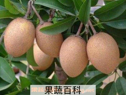 人心果