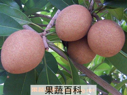 人心果