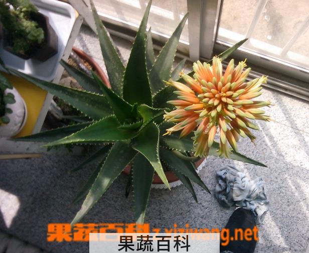 果蔬百科芦荟开花好不好