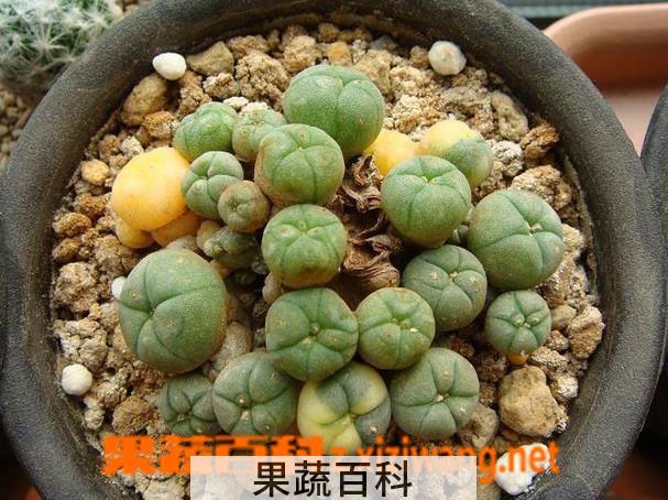 果蔬百科乌羽玉图片 乌羽玉怎么养