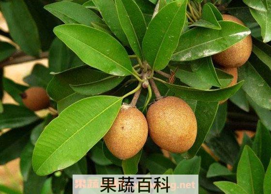 人心果