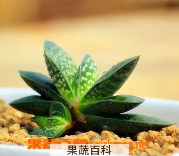 果蔬百科多肉子宝怎么养