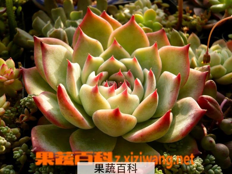 果蔬百科吉娃莲怎么养 吉娃莲图片