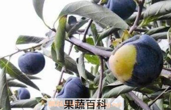 黑柿枣的功效与作用