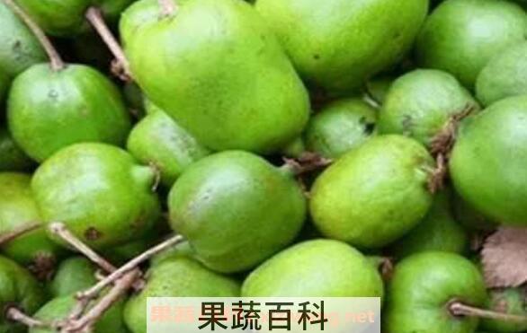 圆枣子的功效与作用 