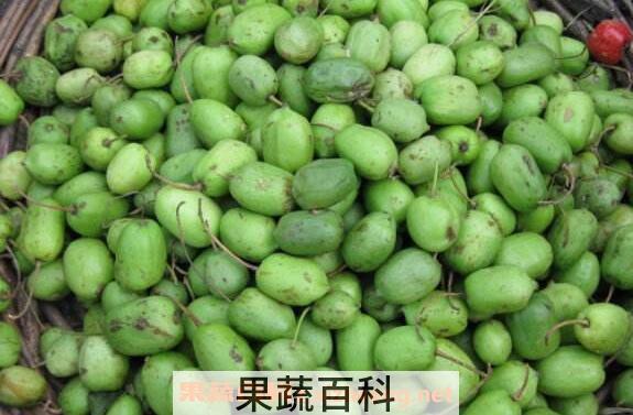 圆枣子的功效与作用 