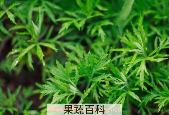 茼蒿和藜蒿有什么区别
