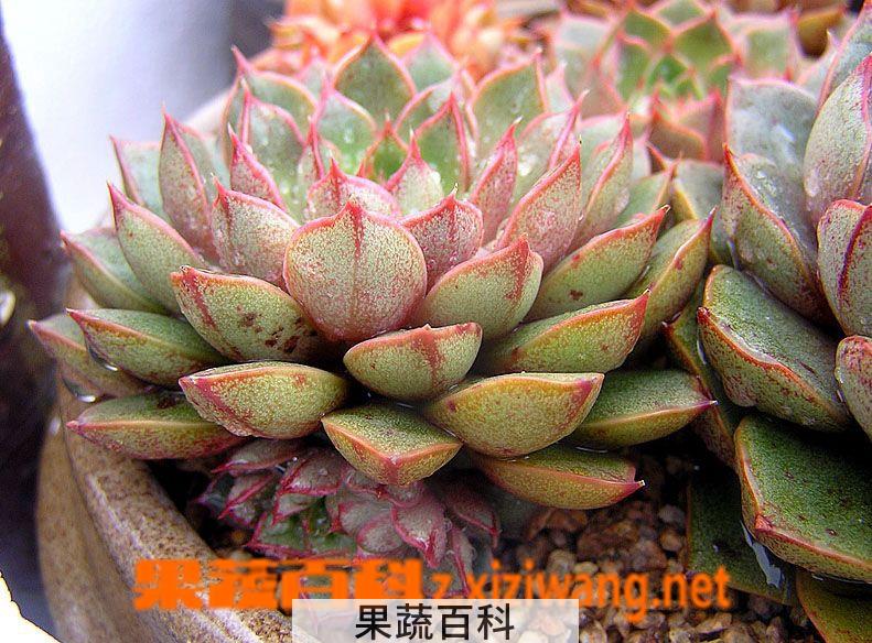 果蔬百科多肉大和锦怎么养