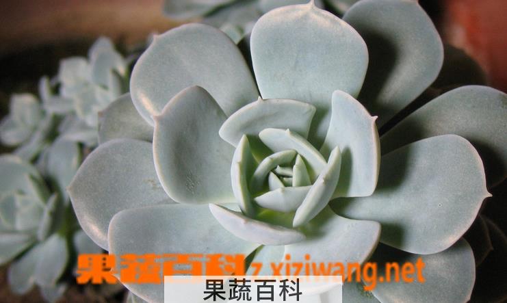 果蔬百科宝石花怎么养 宝石花图片