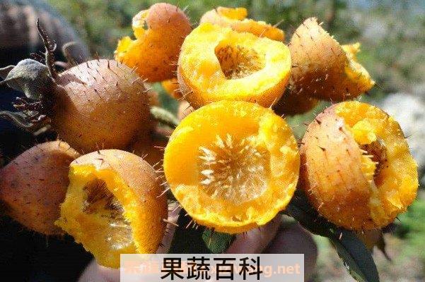 刺梨