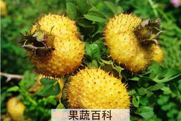 刺梨