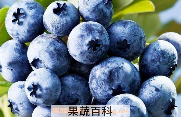 蓝莓怎么洗才干净 蓝莓怎么清洗