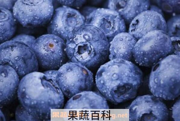 蓝莓怎么洗才干净 蓝莓怎么清洗