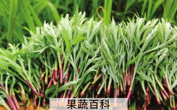 藜蒿的功效与作用 藜蒿的禁忌