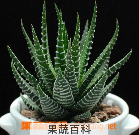 果蔬百科条纹十二卷图片 条纹十二卷怎么养