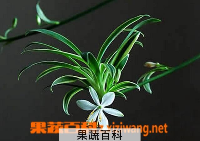 果蔬百科吊兰开花好不好