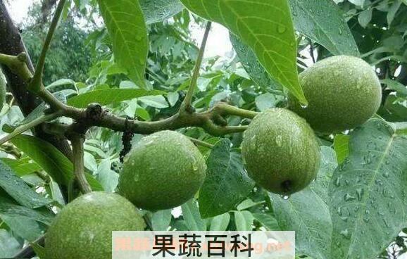  山核桃根的功效与作用 山核桃根的药用价值