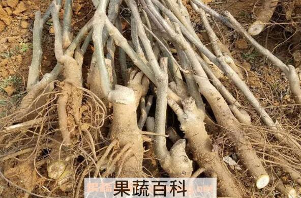 核桃根的功效与作用 核桃根的药用价值