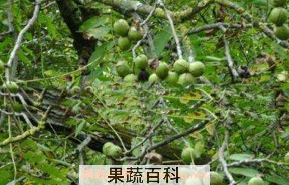 核桃根的功效与作用 核桃根的药用价值