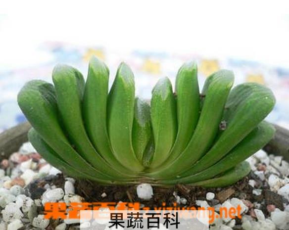 果蔬百科多肉玉扇怎么养