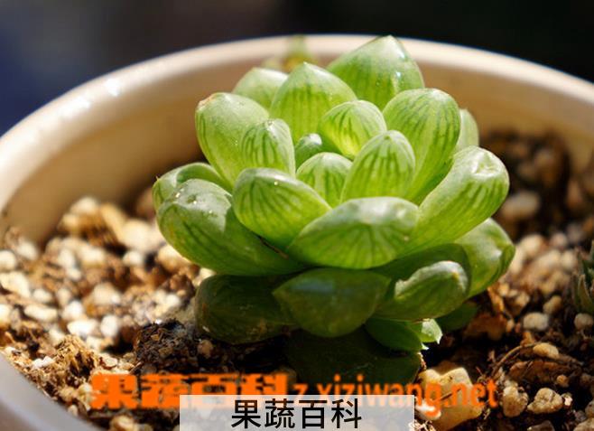 果蔬百科姬玉露怎么养 姬玉露图片