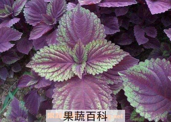 紫苏