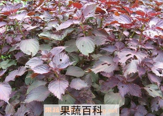 紫苏