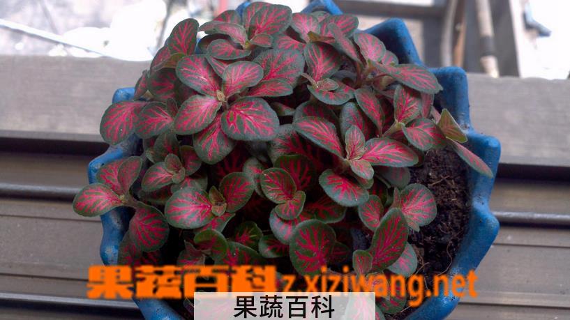 果蔬百科红网纹草怎么养