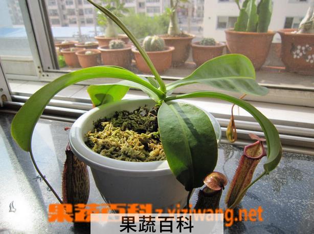 果蔬百科盆栽猪笼草怎么养