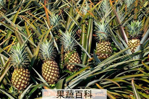 菠萝