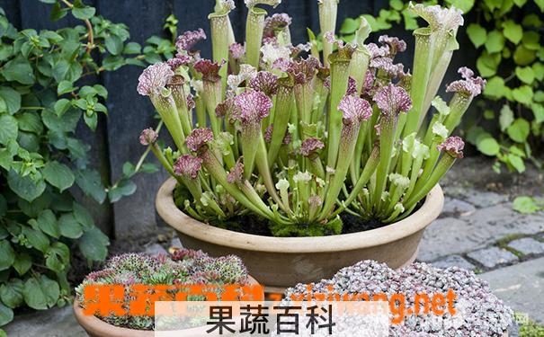 果蔬百科小盆栽瓶子草怎么养