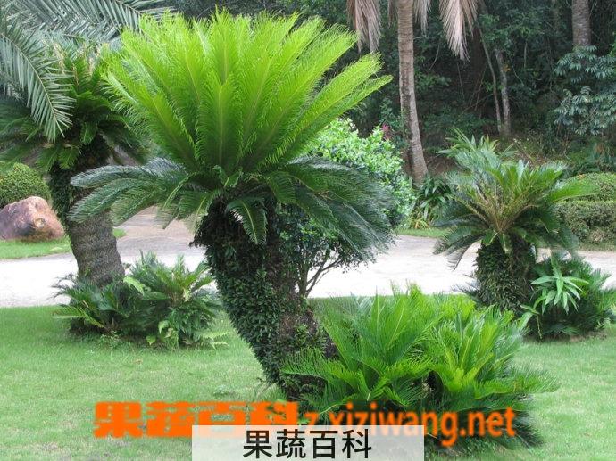 果蔬百科苏铁（凤尾铁）适合室内养殖吗