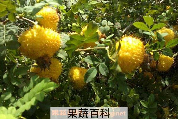 野生刺梨